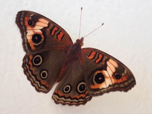 Réf. 244 984 : Junonia zonalis